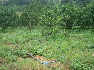 Drip irrigation in citrus