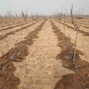 drip irrigation for trees
