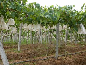 Cylindrical Drip Irrigation Pipe