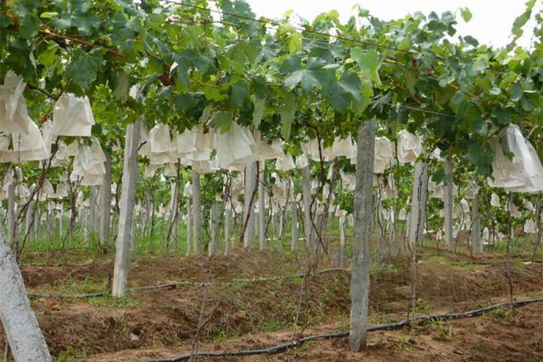 Cylindrical Drip Irrigation Pipe