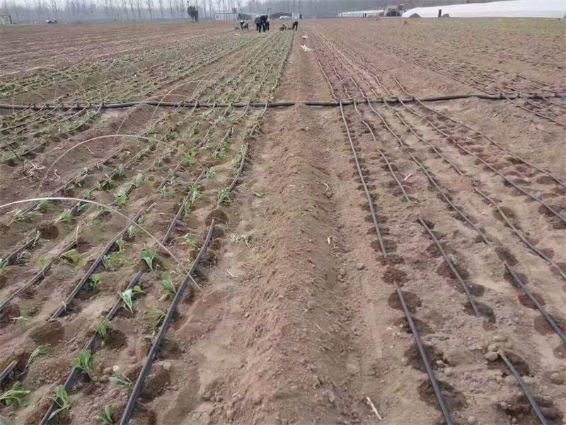 agriculture drip irrigation