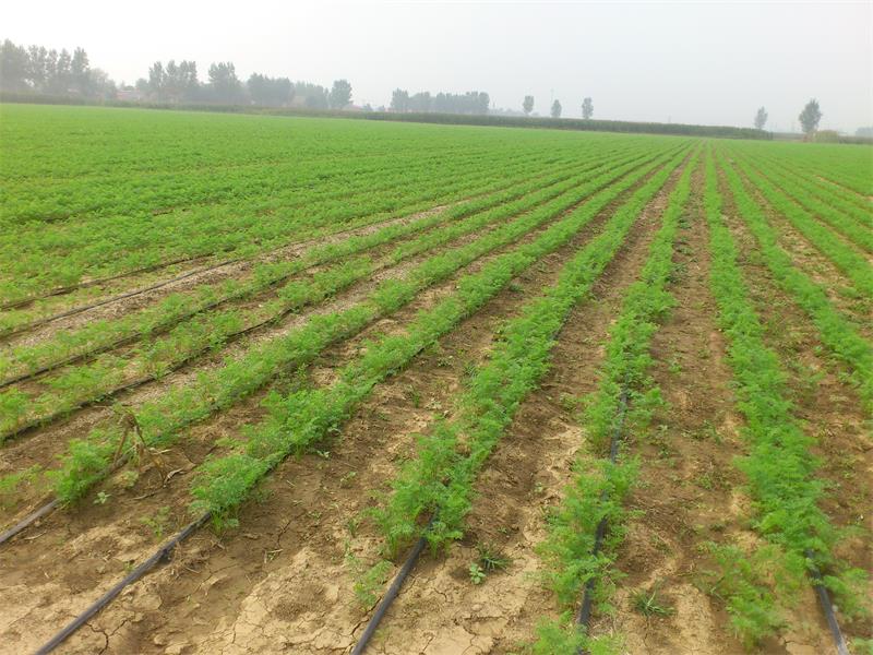 drip irrigation for vegetable garden