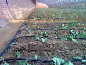 greenhouse drip irrigation