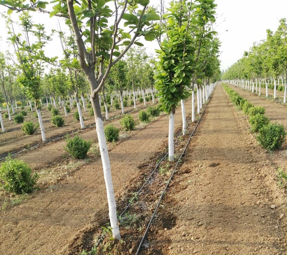 Drip irrigation for trees