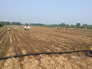 agriculture drip irrigation