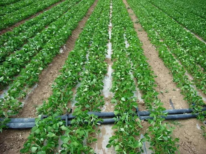greenhouse drip irrigation