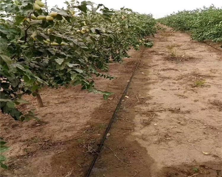 fruit tree drip irrigation