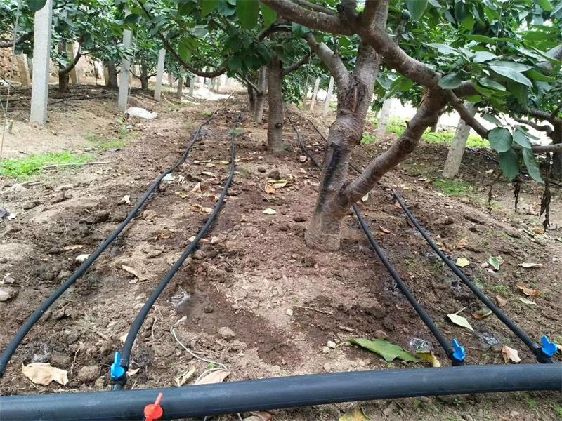 orchard drip irrigation